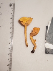 Cantharellus persicinus
