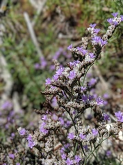 Limonium californicum