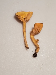 Cantharellus persicinus