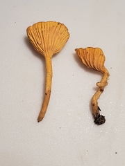 Cantharellus persicinus