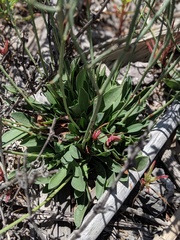 Limonium californicum