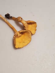 Cantharellus persicinus