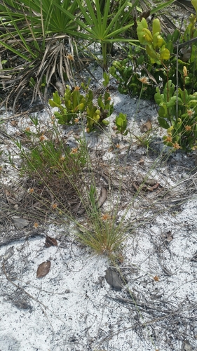 Ware's hairsedge (Bulbostylis warei)