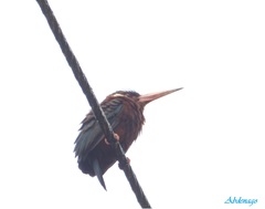 Galbalcyrhynchus leucotis