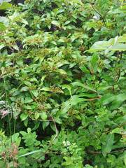 Viburnum cassinoides image