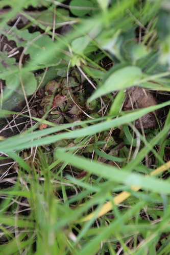 Image of Drosera natalensis by no rights reserved