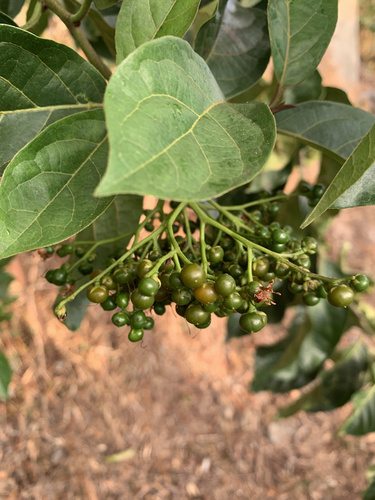 Ehretia cymosa observed 2024-09-27