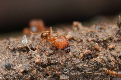 Pheidole havilandiPheidole havilandi