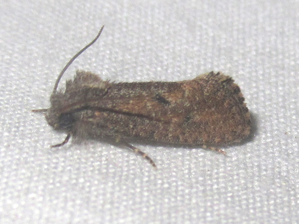 Acrolophus cockerelli from katherine s landing mohave co az on april