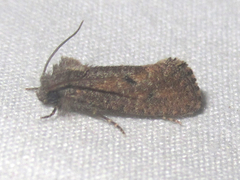 Acrolophus cockerelli