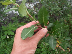 Salix richardsonii