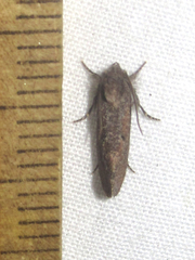 Acrolophus cockerelli