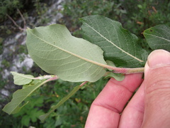 Salix richardsonii
