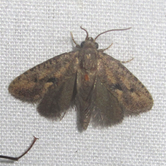 Acrolophus cockerelli