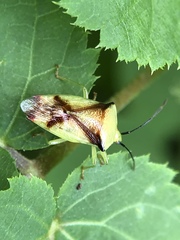 Elasmostethus atricornis