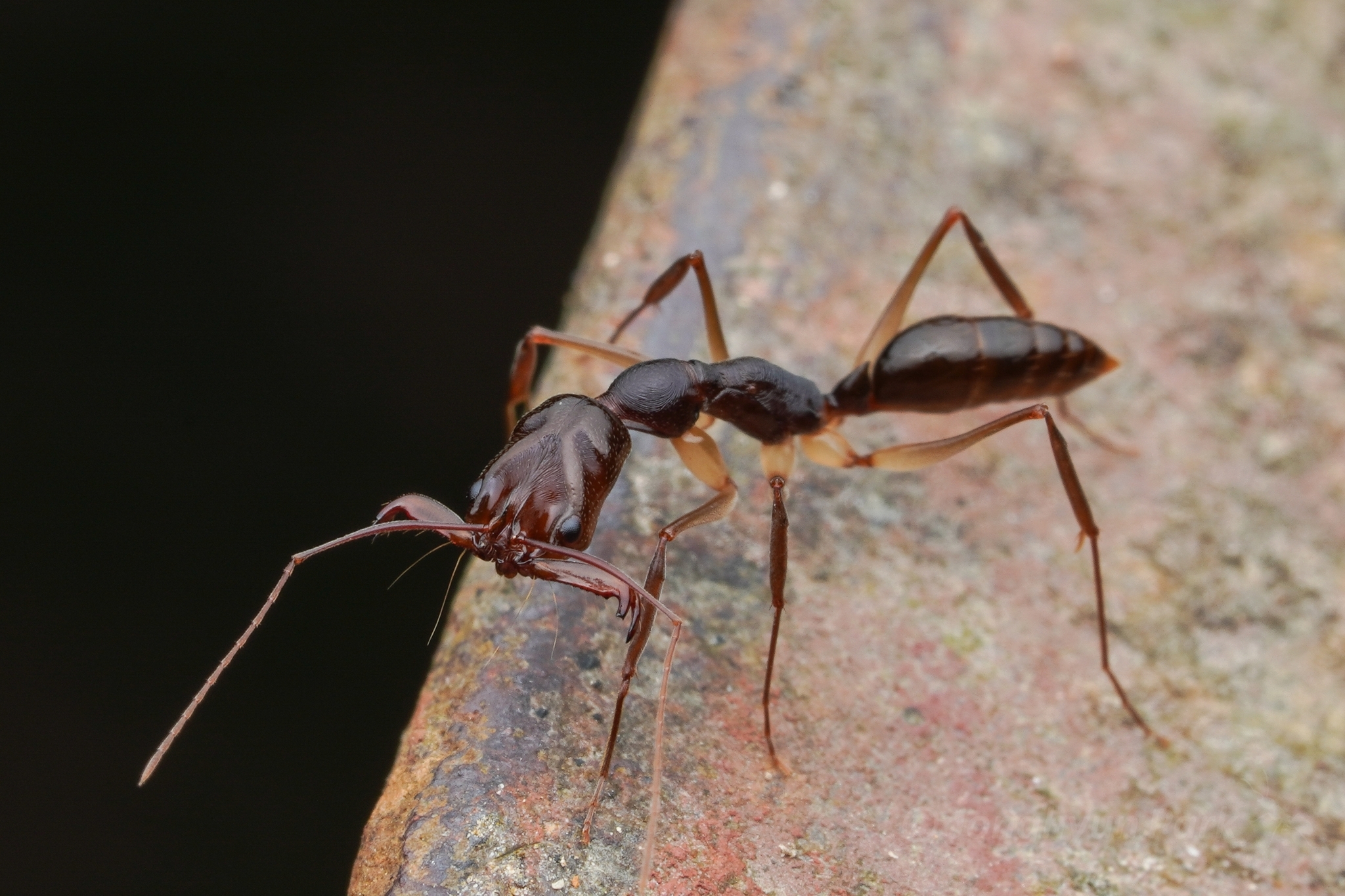 Odontomachus pararixosus
