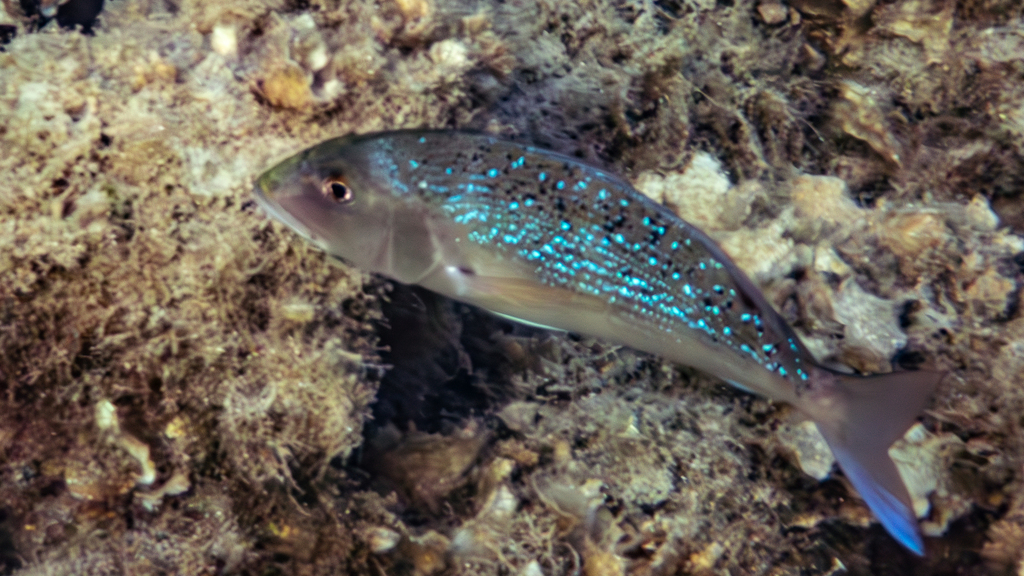 Photo of Common dentex (Dentex dentex)