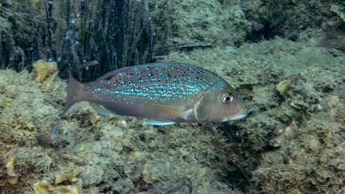 Common dentex (Dentex dentex) — Sparidae — 4