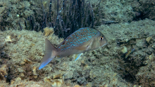 Photo of Common dentex (Dentex dentex)