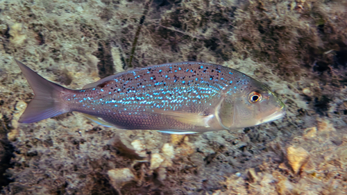 Common dentex (Dentex dentex) — Sparidae