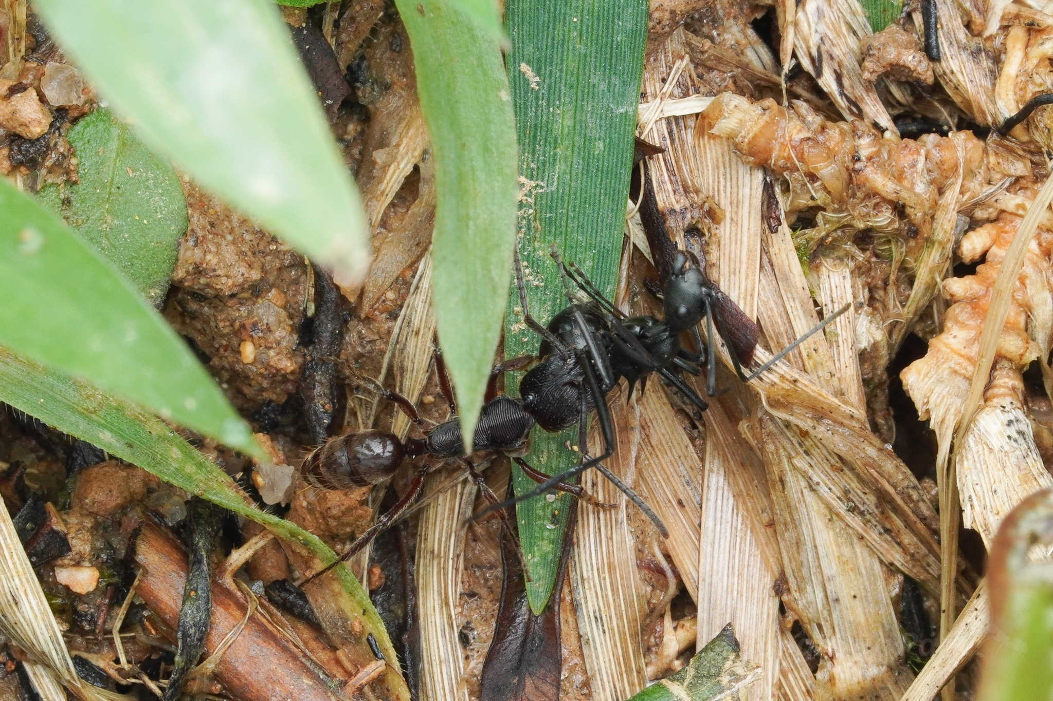 Polyrhachis aspasia