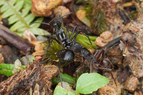 Polyrhachis aspasia