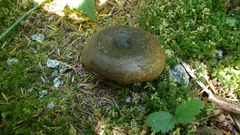 Lactarius olivaceoumbrinus