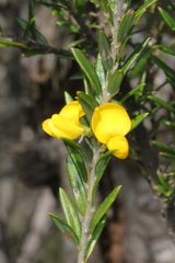 Aotus lanigera