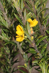 Aotus lanigera