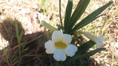 Anemopaegma arvense
