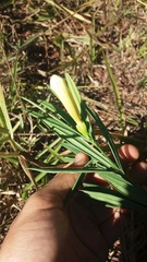 Anemopaegma arvense
