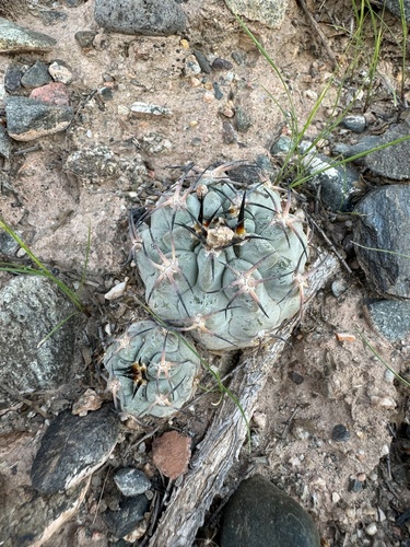 Acanthocalycium glaucum