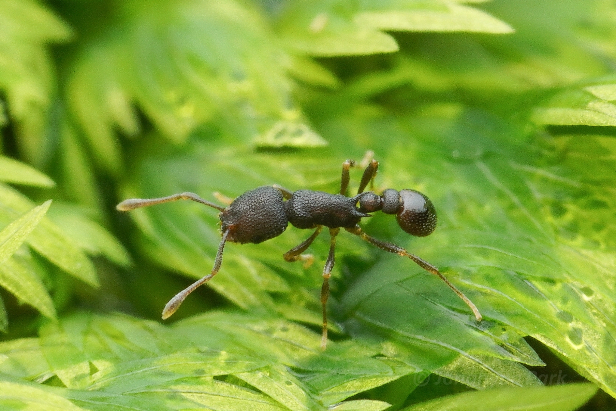 Cardiocondyla latifrons