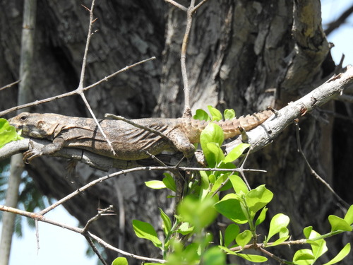 Balsas Spiny-tailed Iguana