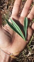 Anemopaegma arvense