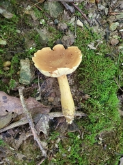 Aureoboletus roxanae