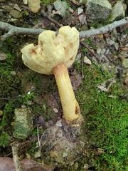 Aureoboletus roxanae