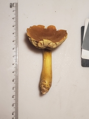 Aureoboletus roxanae