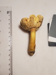 Aureoboletus roxanae