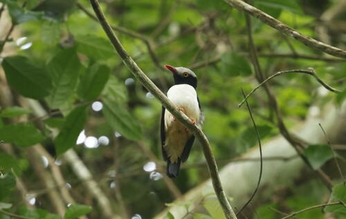 Red-billed Helmetshrike (Prionops caniceps), photo 9