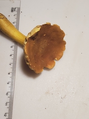 Aureoboletus roxanae