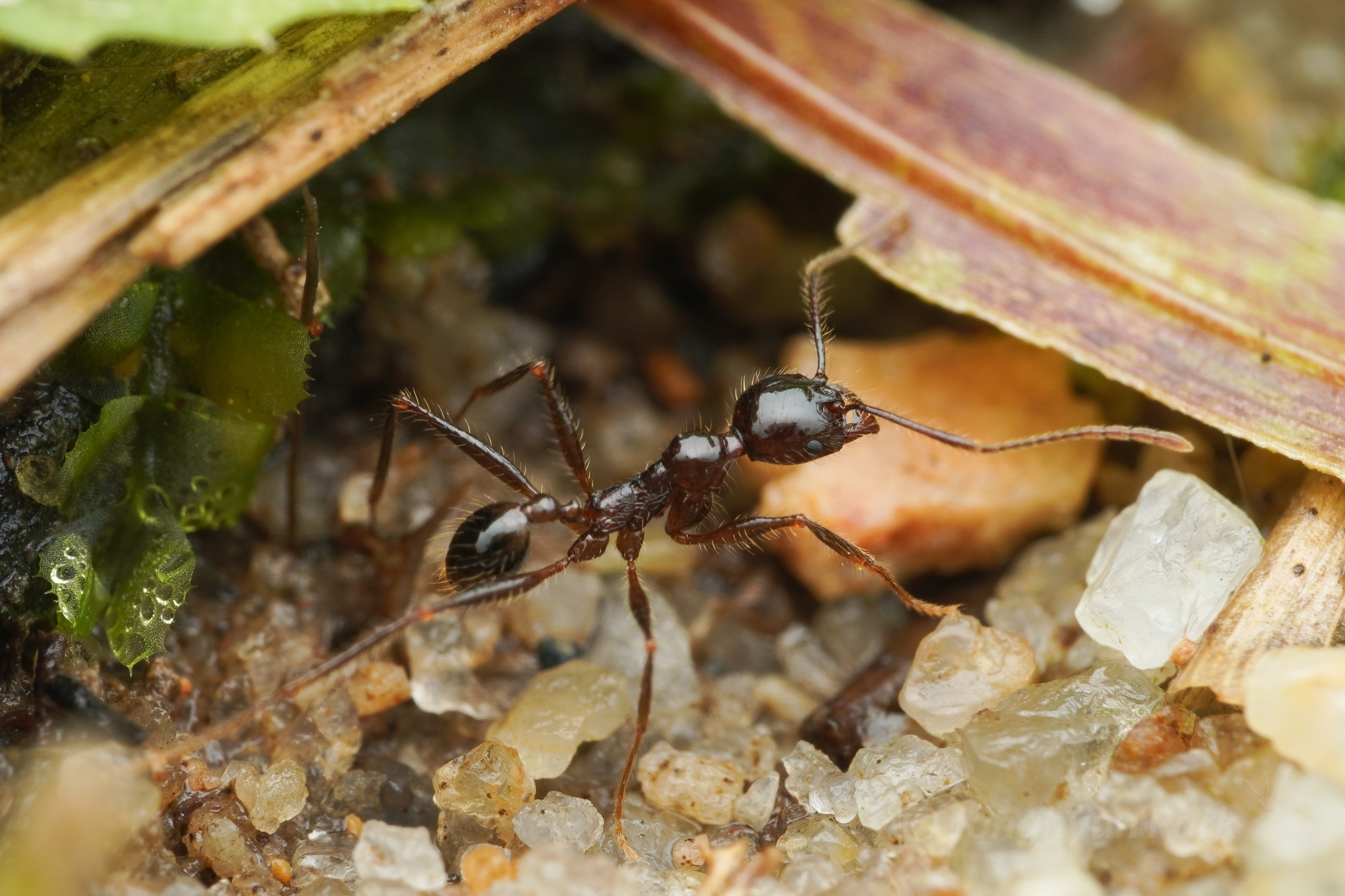 Pheidole bluntschlii