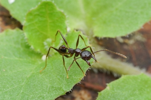 Pheidole bluntschliiPheidole bluntschlii