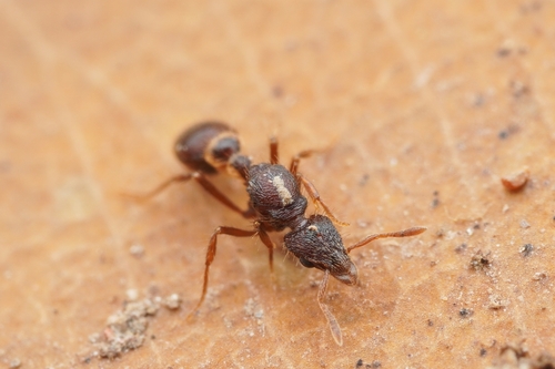 Strumigenys jacobsoniStrumigenys jacobsoni