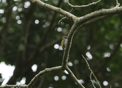 African Piculet (Verreauxia africana), photo 4