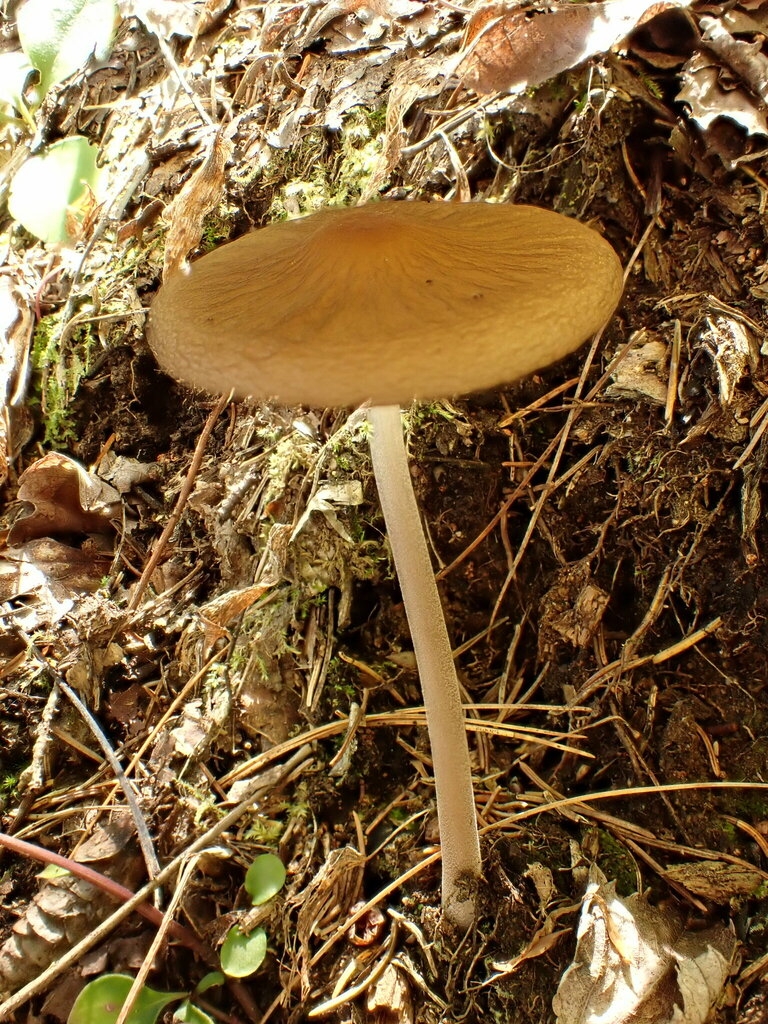 Beech Rooter Beech Rooter from Outaouais, QC, Canada on August 29, 2024 at 10:59 AM ...