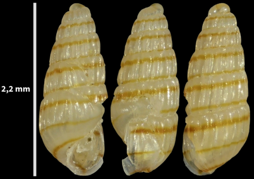Odostomella doliolum