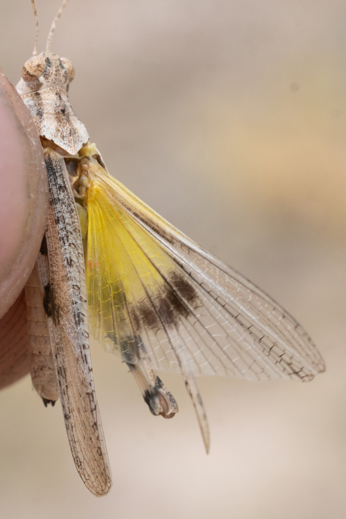 Saltmarsh Band-Winged Grasshopper