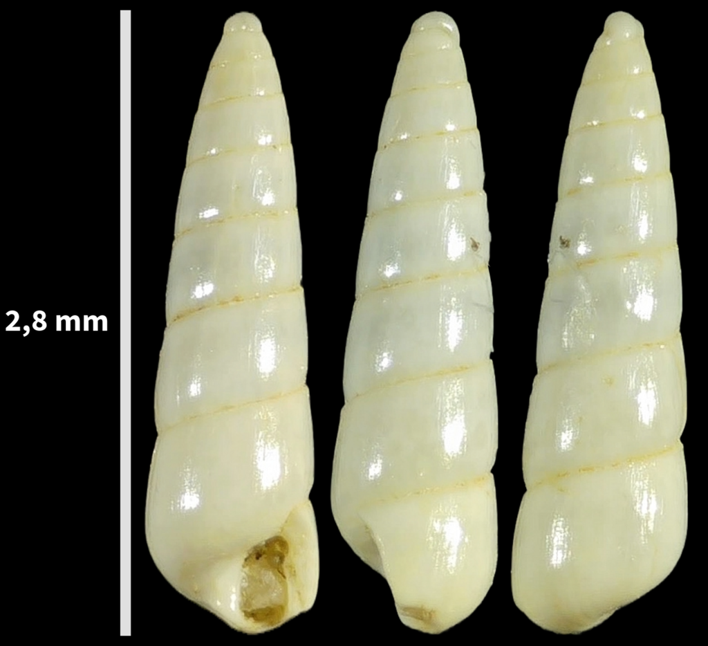 needle pyramidsnail