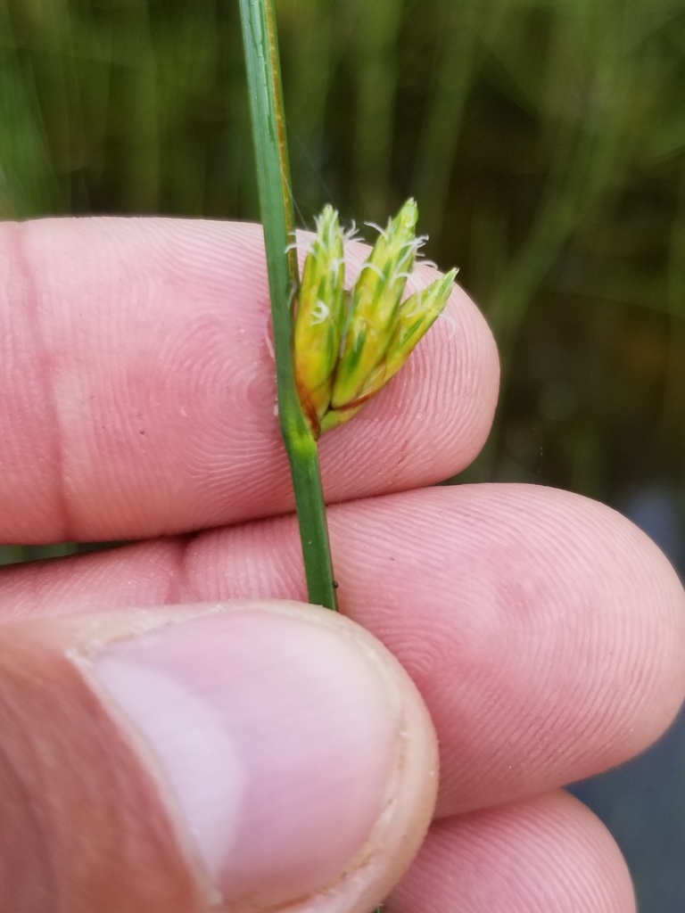 Torrey's bulrush